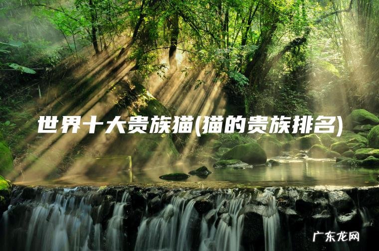 世界十大贵族猫(猫的贵族排名)