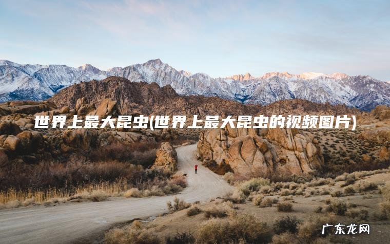 世界上最大昆虫(世界上最大昆虫的视频图片)