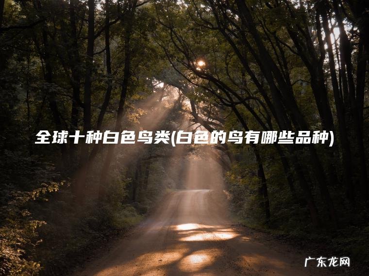 全球十种白色鸟类(白色的鸟有哪些品种)