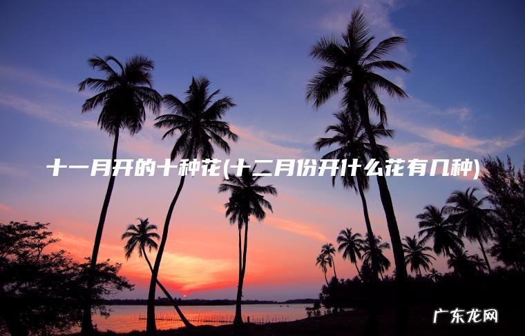 十一月开的十种花(十二月份开什么花有几种)