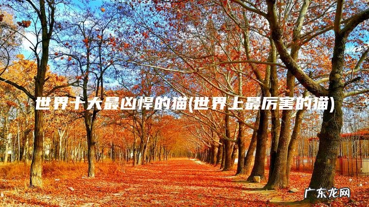 世界十大最凶悍的猫(世界上最厉害的猫)