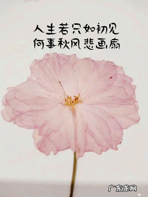 人生若只如初见的寓意