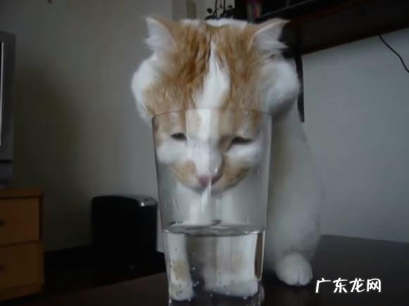 什么动物没有方向感