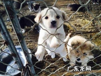 养肉狗的利润与成本