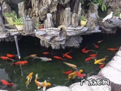 养鱼的方法和技巧