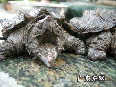 养鳄龟有什么禁忌