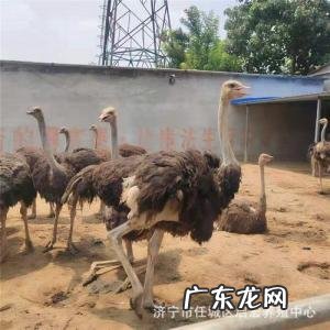 养鸵鸟的成本和利润