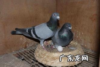 220万元的鸽子图片