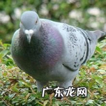 220万元的鸽子图片