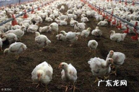 817毛鸡价格今天 817毛鸡价格今天