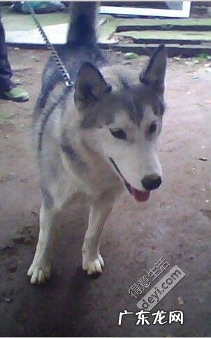 一条哈士奇多少钱