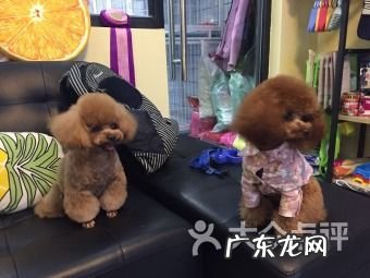 上海宠物店加盟