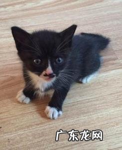 中国八大名猫乌云盖雪