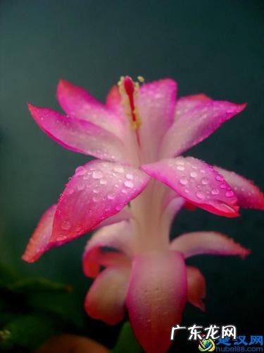 中国国花是什么花