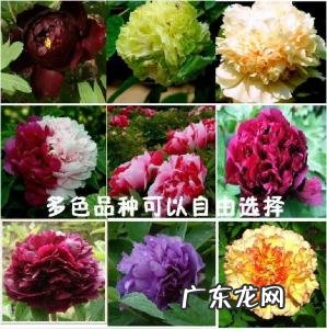 中国花卉名称大全