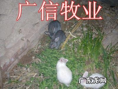 为什么养兔没有发财的