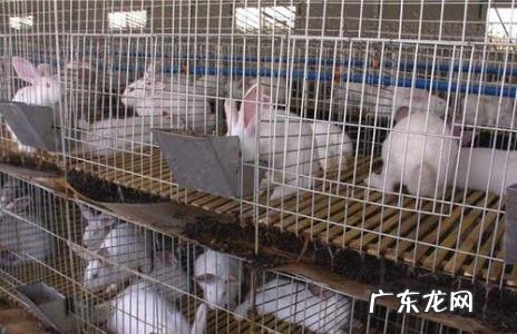 为什么养兔没有发财的