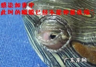 乌龟的眼睛睁不开怎么办