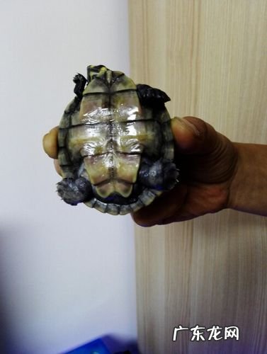 乌龟眼睛睁不开