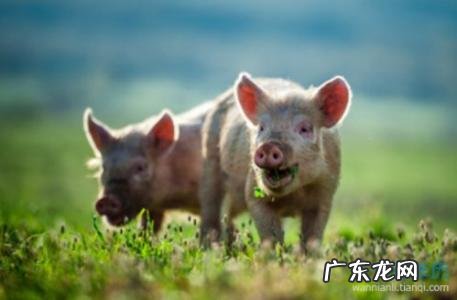 九五年属什么生肖