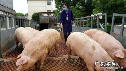 养猪流剑圣怎么破 养猪流怎么破