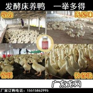 养鸭1000只利润和成本