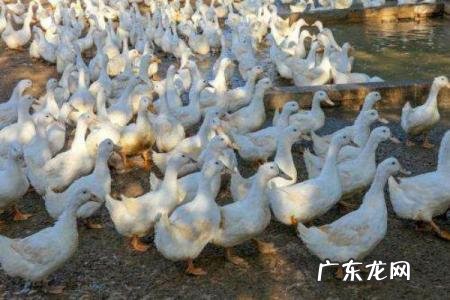 养鸭1000只利润和成本