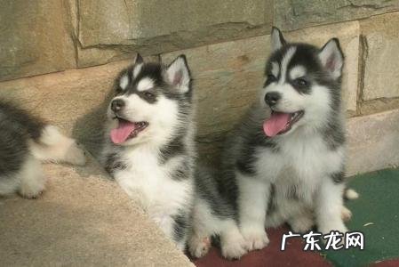 哈士奇幼犬多少钱一只