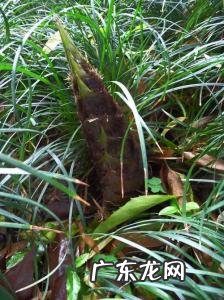 地环的植物图片