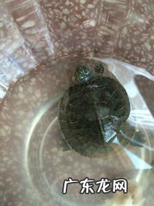 小巴西龟吃什么