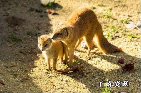 怎么赶走黄鼠狼妙招