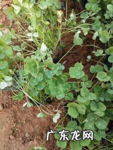 三叶草的功效与作用