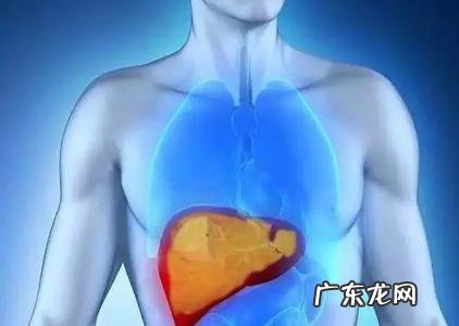 人体肝脏在哪个位置