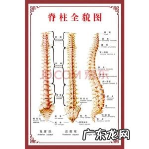 人体背部疼痛对应器官