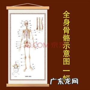 人体背部疼痛对应器官