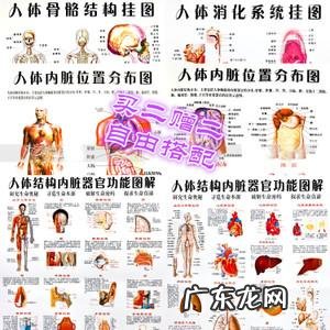 人体胸部器官图分布图