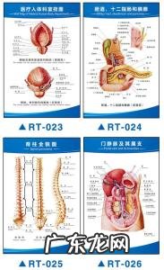 人体解剖图五脏六腑