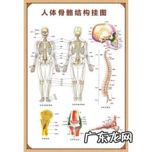 人体骨头分布图
