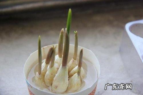 保存大蒜不发芽小妙招