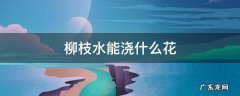 柳枝水适合浇什么花 柳枝水能浇什么花