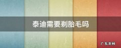 三个月的泰迪需要剃胎毛吗 泰迪需要剃胎毛吗