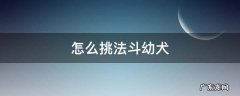 怎么挑法斗幼犬 幼犬法斗应该注意什么