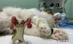 母猫可以做绝育吗 绝育术后要如何日常护理
