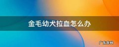金毛幼犬拉血怎么办 金毛幼崽拉血怎么回事