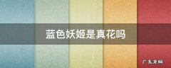 蓝色妖姬是真花吗? 蓝色妖姬是真花吗