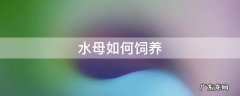 水母要怎样养 水母如何饲养