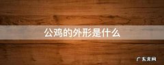 公鸡的外形是什么 公鸡样子特点