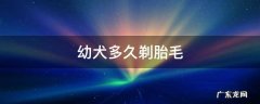 幼犬多久剃胎毛 狗狗多久剃胎毛