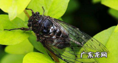 小的爬蚱能吃,哪里有种知了猴的