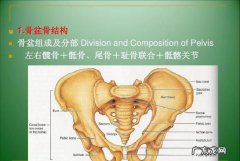 耻骨在哪里 耻骨位置是哪里,耻骨是哪个部位